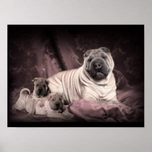 Vintage Chinese Shar Pei Wrinkles, Puppy Dogs Poster