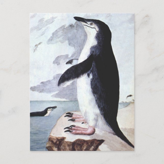 Vintage Chinstrap Penguin, Birds from Antarctica Postcard (Front)