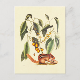 Vintage Chipmunk Illustration Postcard