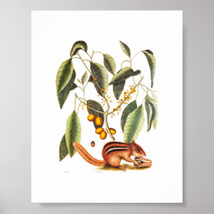 Vintage Chipmunk Illustration Poster