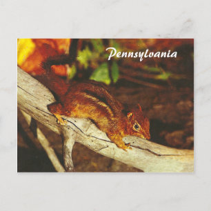 Vintage Chipmunk Postcard