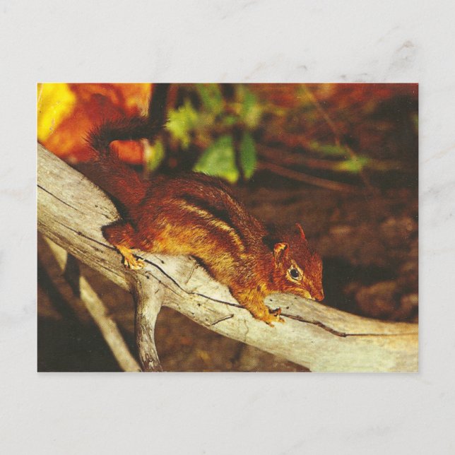 Vintage Chipmunk Postcard (Front)