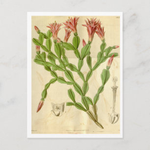 Vintage Christmas Cactus Travel Postcard
