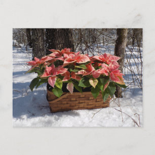 Vintage Christmas Poinsettias Postcard