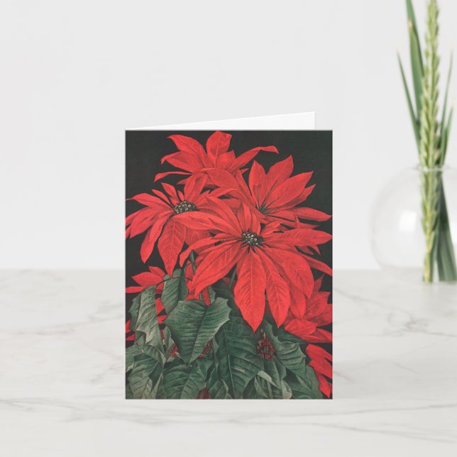 Vintage Christmas Red Poinsettia Plants Flowers Holiday Card (Front)