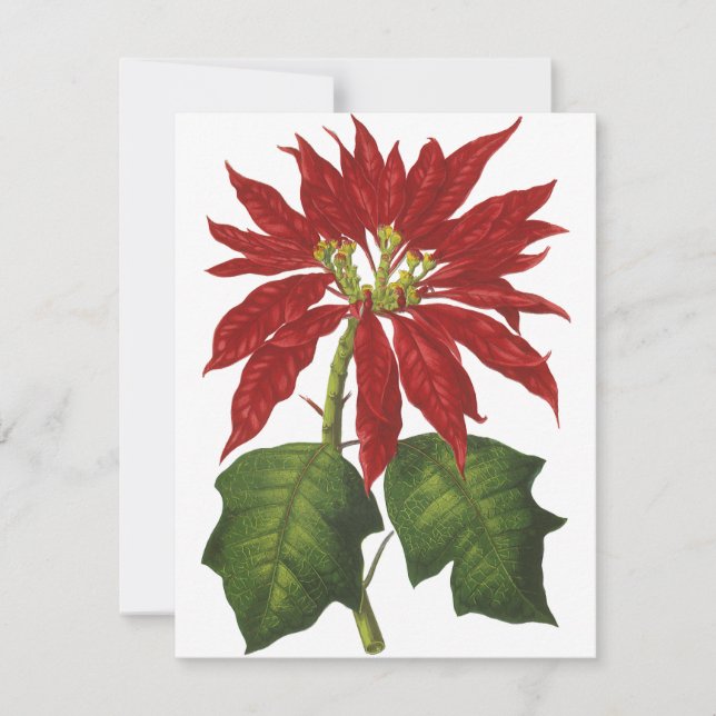 Vintage Christmas, Red Poinsettia Winter Plant Holiday Card (Front)