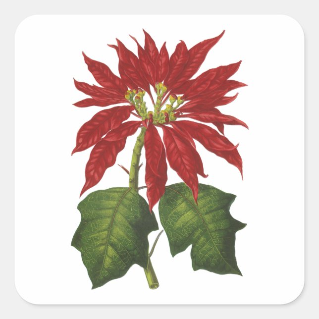 Vintage Christmas, Red Poinsettia Winter Plant Square Sticker (Front)