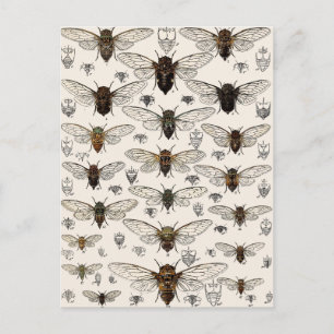 Vintage Cicadas Illustration Postcard