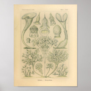 Vintage Ciliata Colour Ernst Haeckel Print