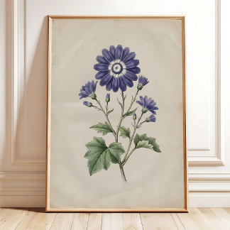 Vintage Cineraria Print Farmhouse Art