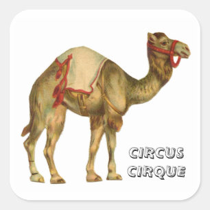 Vintage circus performing camel square sticker