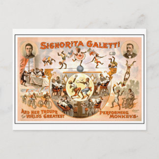 Vintage Circus Performing Monkeys Postcard