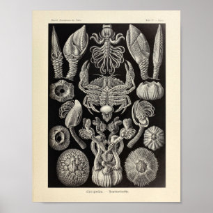 Vintage Cirripedia Ernst Haeckel Art Print