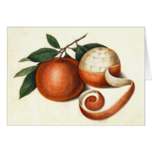 Vintage Citrus Fruit - Antique Chinese Oranges