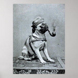 Vintage Classy Pug Photograph Poster