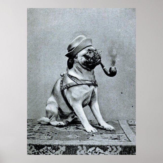 Vintage Classy Pug Photograph Poster (Front)