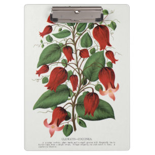 Vintage Clematis Coccinea Red Floral Art Clipboard