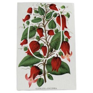 Vintage Clematis Coccinea Red Floral Art Medium Gift Bag
