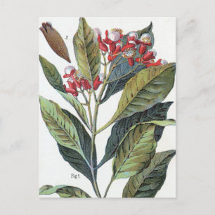 Vintage Clover Flowers Postcard