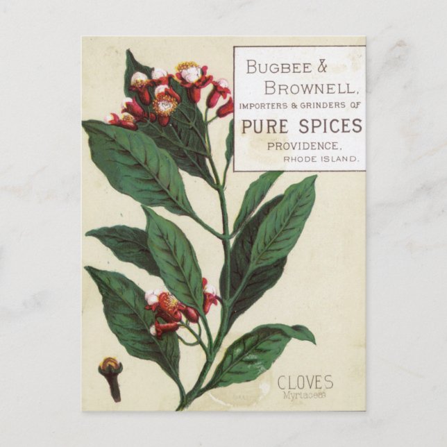 Vintage Cloves Postcard (Front)