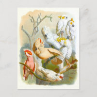 Vintage Cockatoos Illustration
