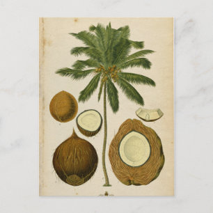 Vintage Coconut Palm Travel Postcard