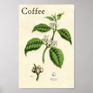 Vintage Coffee Plant Poster