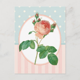 Vintage Collage Pink Rose Botanical Print Postcard