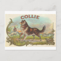 Vintage Collie Dog