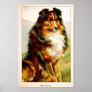 VIntage Collie Dog Poster