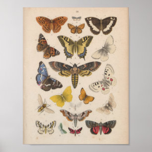 Vintage Colour Butterflies Moths Print