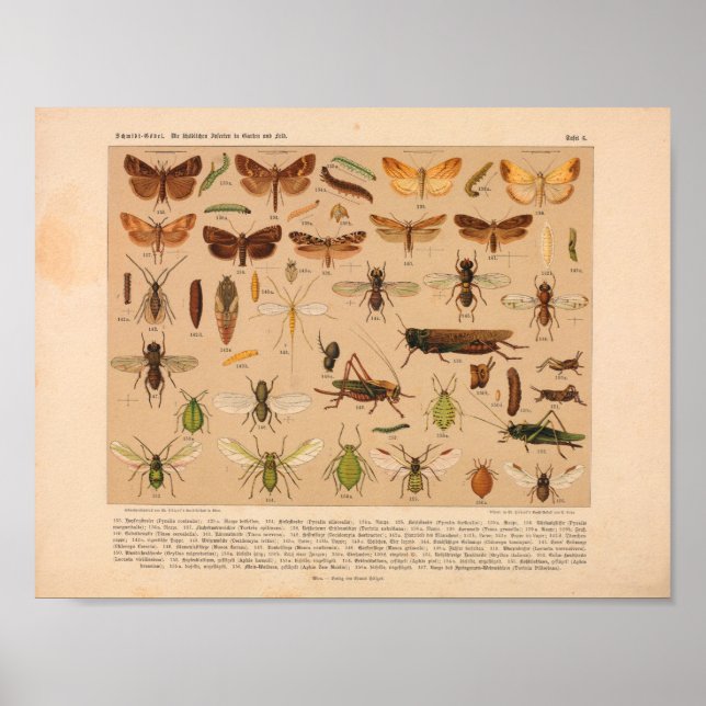 Vintage Colour Insect Art Print (Front)