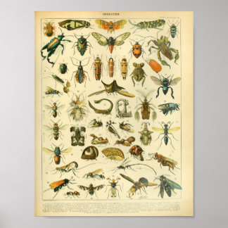 Vintage Colour Insect Art Print