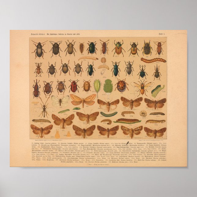 Vintage Colour Insect Art Print (Front)