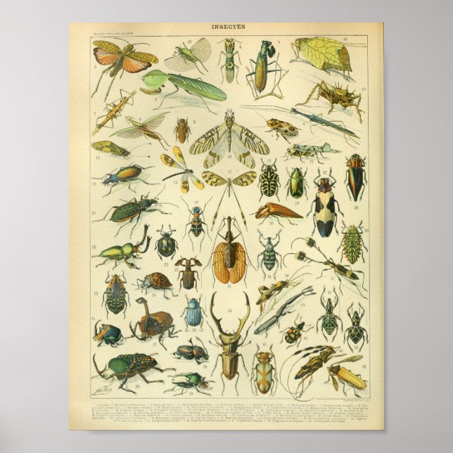 Vintage Colour Insect Art Print (Front)