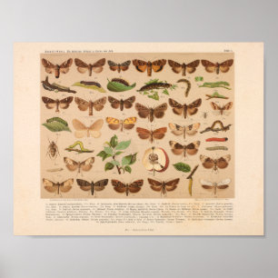 Vintage Colour Insect Art Print