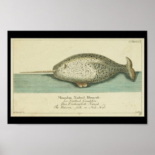 Vintage Colour Narwhal Whale Print