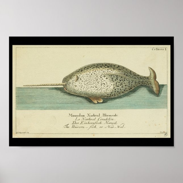 Vintage Colour Narwhal Whale Print (Front)
