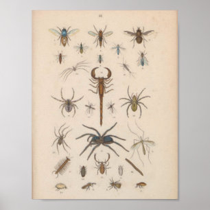 Vintage Colour Scorpion Spider Print