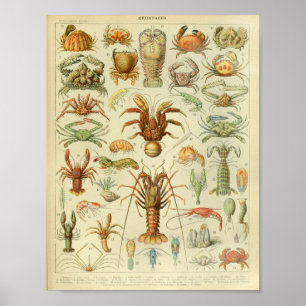 Vintage Colour Sea Life Art Print