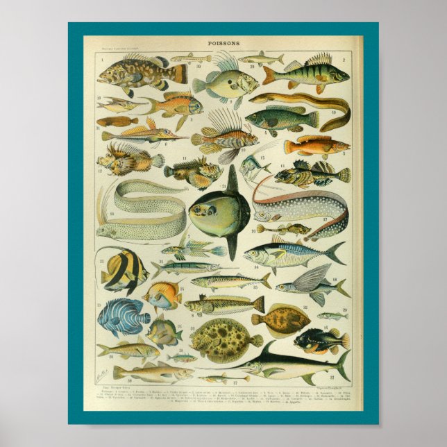 Vintage Colour Sealife Fish Print (Front)