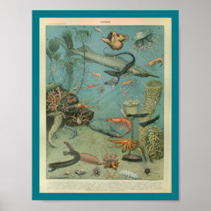 Vintage Colour Sealife Seascape Print