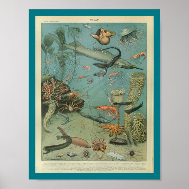 Vintage Colour Sealife Seascape Print (Front)