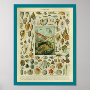 Vintage Colour Sealife Shells Print