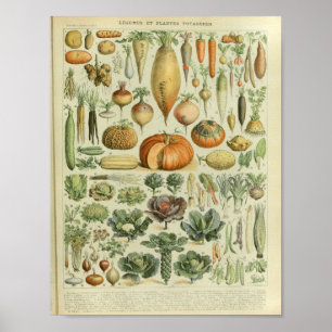 Vintage Colour Vegetable Art Print