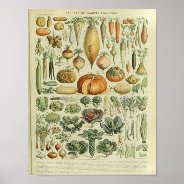 Vintage Colour Vegetable Art Print (Front)