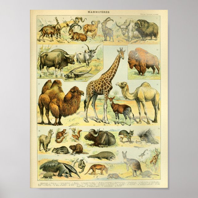 Vintage Colour Wildlife Mammals Print (Front)