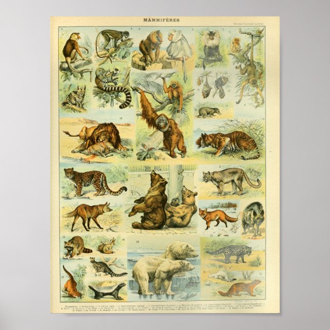 Vintage Colour Wildlife Mammals Print (Front)