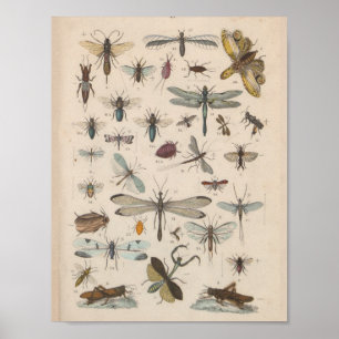 Vintage Colour Winged Insects Print