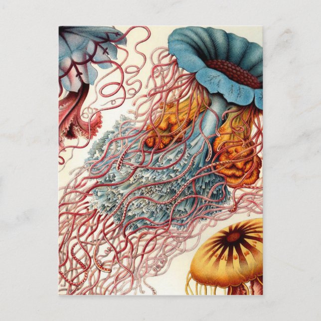 Vintage Colourful Jellyfish Postcard (Front)